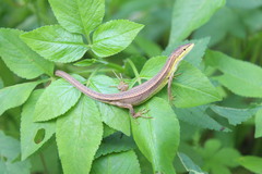 Takydromus stejnegeri