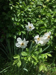 Narcissus poeticus