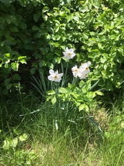 Narcissus poeticus