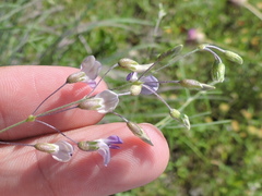 Pediomelum linearifolium