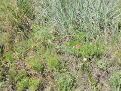 Pediomelum linearifolium