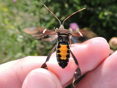 Banded Leaf-footed Plant Bug