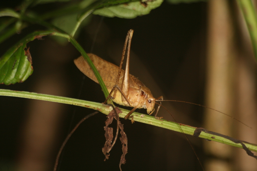 Mecopoda sismondoi