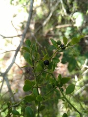 Everistia vacciniifolia nervosa