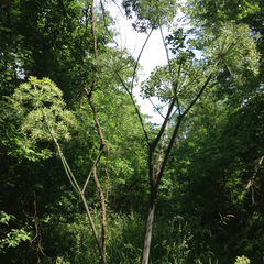 Angelica atropurpurea