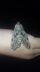 Prionoxystus robiniae