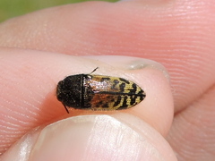 Acmaeodera mixta