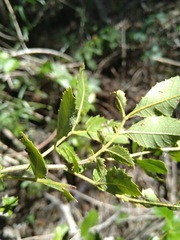 Alectryon subdentatus