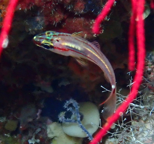 Ostorhinchus dispar