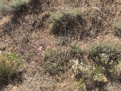 Clarkia xantiana