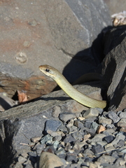 Coluber constrictor mormon