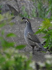 Callipepla californica