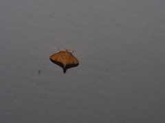 Mabra nigriscripta