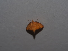 Mabra nigriscripta