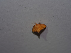 Mabra nigriscripta