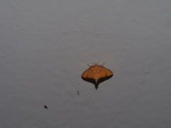 Mabra nigriscripta