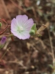 Sidalcea hartwegii