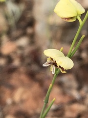 Streptanthus polygaloides