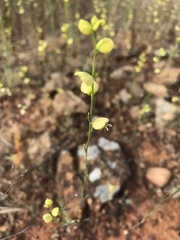 Streptanthus polygaloides