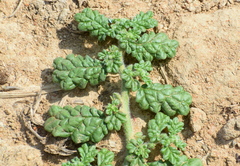 Coldenia procumbens