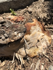 Ganoderma polychromum