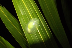 Gaeotis nigrolineata