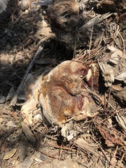 Ganoderma polychromum