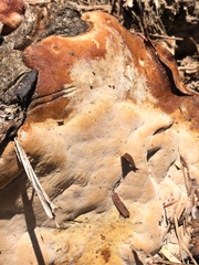 Ganoderma polychromum