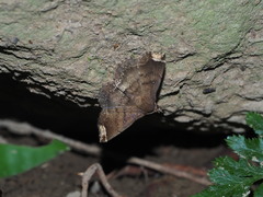 Adrapsa quadrilinealis