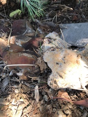 Ganoderma polychromum