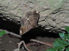 Adrapsa quadrilinealis