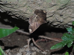 Adrapsa quadrilinealis