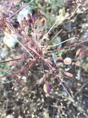 Lomatium congdonii
