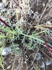 Lomatium congdonii