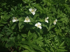 Trillium camschatcense