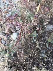 Lomatium congdonii