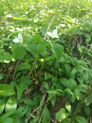 Trillium camschatcense