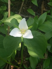 Trillium camschatcense