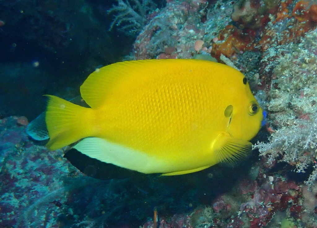 Threespot angelfish