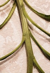 Astereae