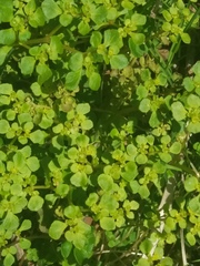 Chrysosplenium kamtschaticum