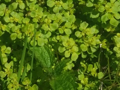 Chrysosplenium kamtschaticum