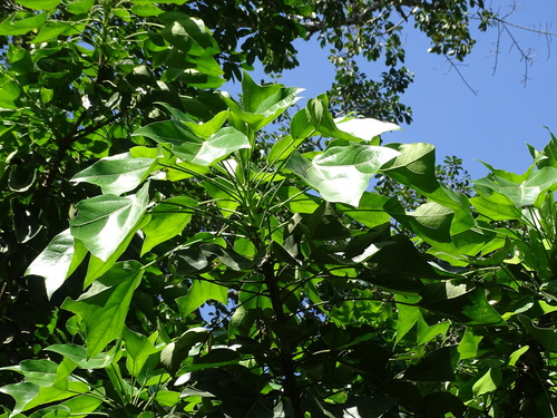Image of Dendropanax arboreus by (c) Alexis López Hernández, some rights reserved (CC BY)