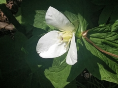 Trillium camschatcense
