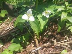 Trillium camschatcense