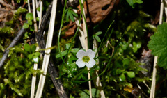 Cardamine pattersonii