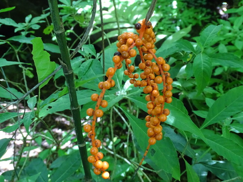 Image of Chamaedorea pinnatifrons by (c) Alexis López Hernández, some rights reserved (CC BY)