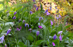 Primula austrofrigida