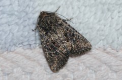 Hexorthodes nipana