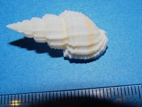 Phos senticosus